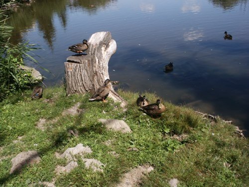 Jaroslavický rybník