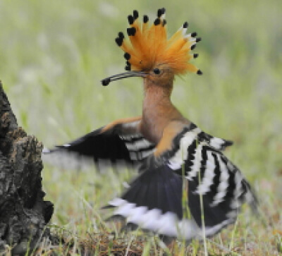 Fauna a flra Znojemska