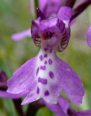Orchidej v NĂˇrodnĂ­m parku PodyjĂ­