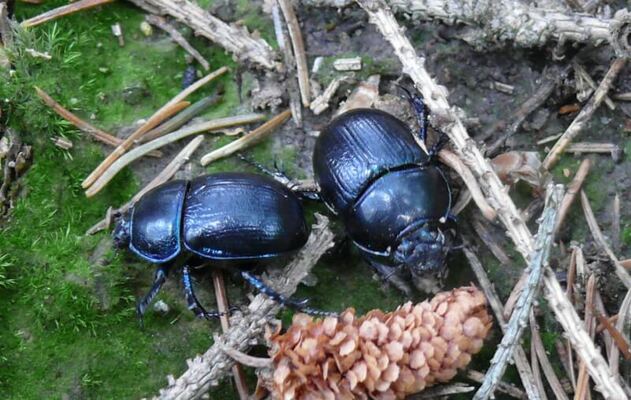 Scarabeus vruboun na Znojemsku