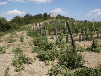 Putování po vinicích